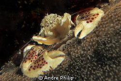 feeding porcelain crab by Andre Philip 
